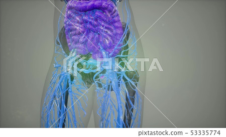 human anatomy illustration with all organs human anatomy illustration with all organs 53335774