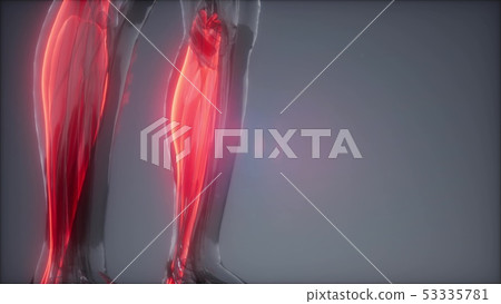 gastrocnemius- Visible muscle anatomy map gastrocnemius- Visible muscle anatomy map 53335781