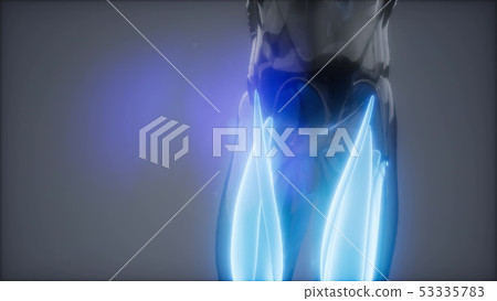 thigh muscles - Visible muscle anatomy map thigh muscles - Visible muscle anatomy map 53335783