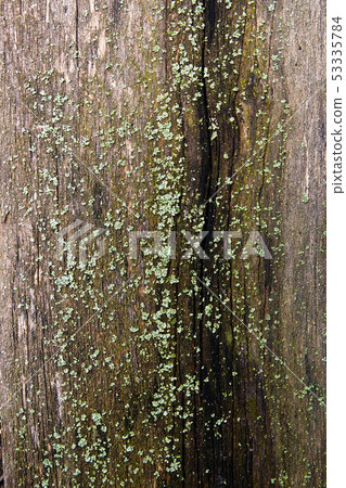 Bark with moss and fungus as background texture Bark with moss and fungus as background texture 53335784
