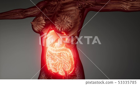 human digestive system parts and functions human digestive system parts and functions 53335785