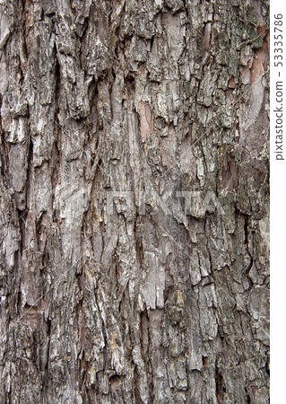 Bark texture background pattern crack old brown Bark texture background pattern crack old brown 53335786