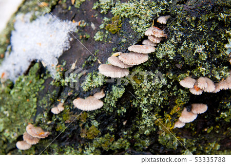 Small mushroom growing on old tree. Snow at spring Small mushroom growing on old tree. Snow at spring 53335788