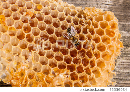 Close up view of the working bee on the honeycomb Close up view of the working bee on the honeycomb 53336984