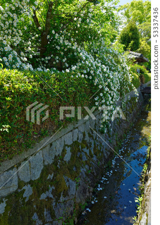 Kyoto White Tsurubara Hashimoto Kanyuki Memorial Hall 53337436