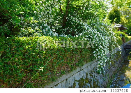 Kyoto White Tsurubara Hashimoto Kanyuki Memorial Hall 53337438