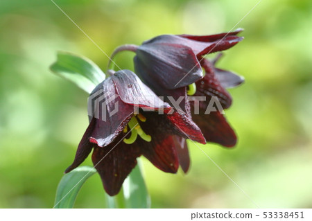 Black Lily Komagane Highland May 53338451
