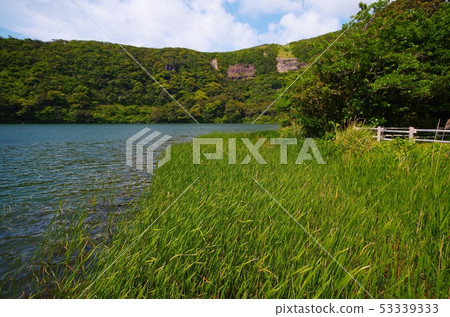 在三宅島的王子池塘的草原 53339333