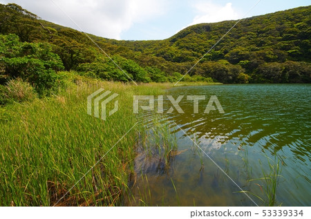 Oji pond and aquatic plants Oji pond and aquatic plants 53339334