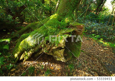 Grassy tree roots 53339453