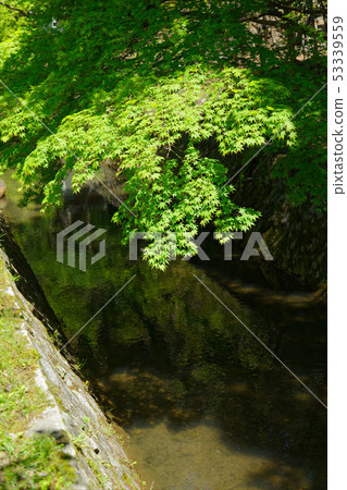 Kyoto philosophy road 53339559