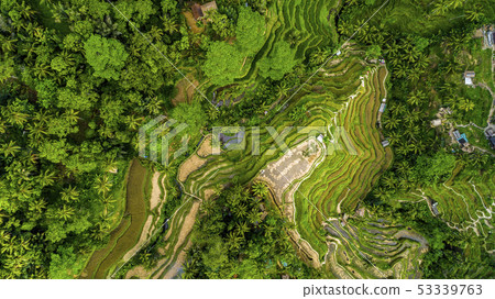 Aerial view of Tegallalang Bali rice terraces. 53339763