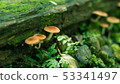 如同奇幻世界的迷你野菇王國 53341497