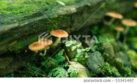 如同奇幻世界的迷你野菇王國 如同奇幻世界的迷你野菇王國 53341497