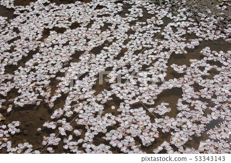 Sakura *** Sakura Sakura SAKURA *** 53343143