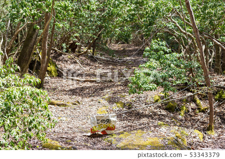 suicide forest suicide forest 53343379