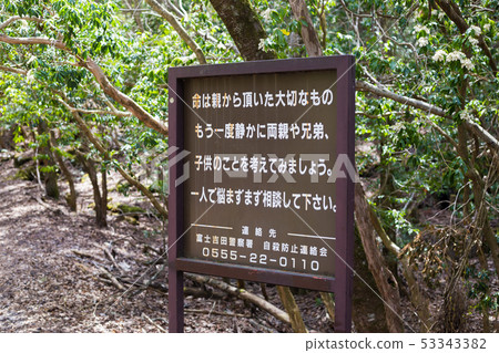 suicide forest 53343382