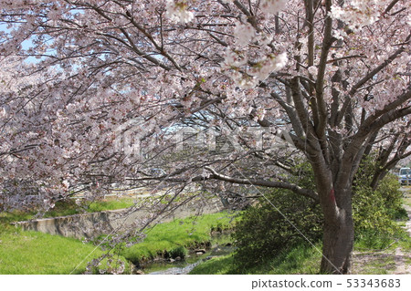 Sakura *** Sakura Sakura SAKURA *** Sakura *** Sakura Sakura SAKURA *** 53343683