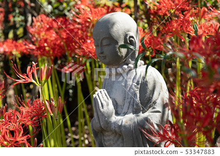 Cluster amaryllis, mandarin flower, [Nagano Prefecture] 53347883