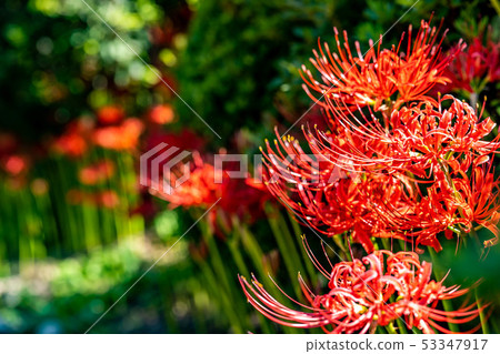 Cluster amaryllis, mandarin flower, [Nagano Prefecture] 53347917