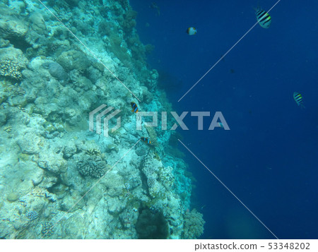 Palau (big drop off) Palau (big drop off) 53348202