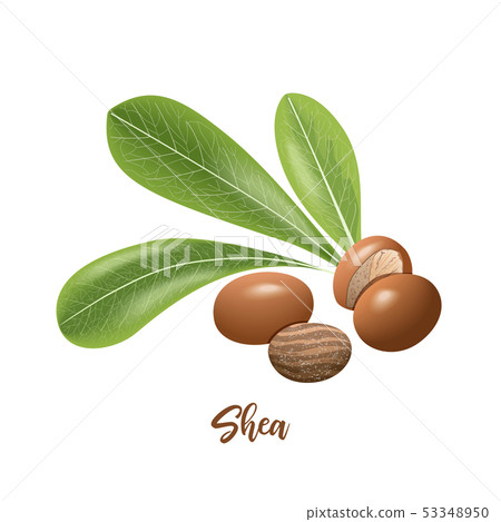 Shea nuts and leaves. shi tree pods whole and 53348950