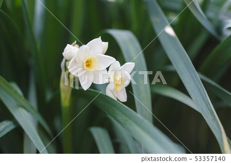 Narcissus 53357140