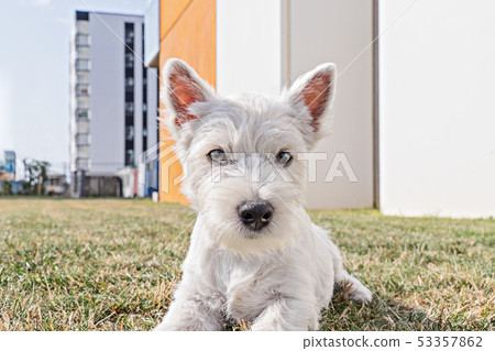Low angle view portrait of puppy west highland 53357862