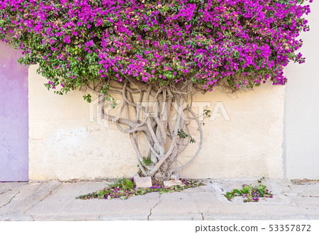 Closeup on a branchy tree paperflower trunk 53357872