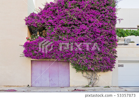 A beautiful Paperflower bush covers the wall of a A beautiful Paperflower bush covers the wall of a 53357873