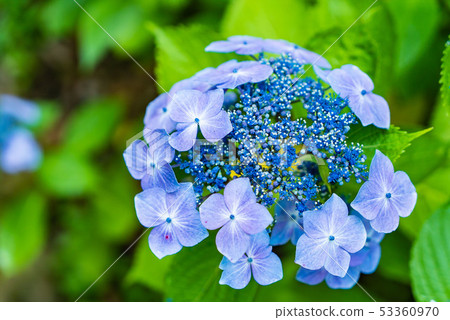 hydrangea hydrangea 53360970