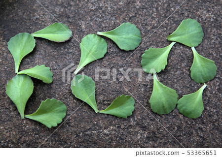 succulent plant leaf natural stone background nobo succulent plant leaf natural stone background nobo 53365651