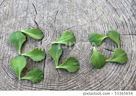 succulent plant leaf stub background nobody  53365654