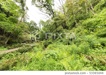 Koami no Mori (early summer) 53365844