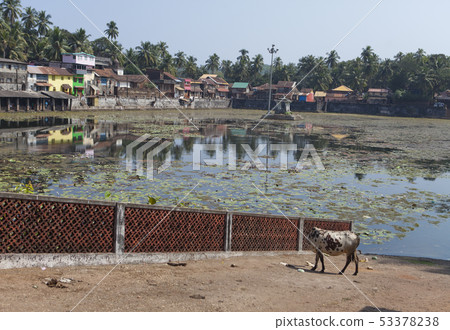 India. Gokarna. Sacred cow at a sacred reservoir 53378238