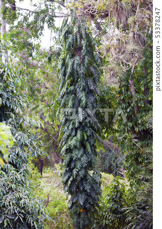 Indian mast tree (polyalthia longifolia) , the Fal Indian mast tree (polyalthia longifolia) , the Fal 53378247