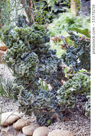 big Euphorbia cristata big Euphorbia cristata 53378256