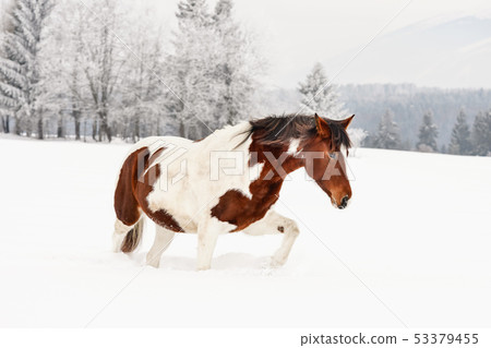Brown and white horse, Slovak Warmblood breed, walking on snow, blurred trees and mountains in Brown and white horse, Slovak Warmblood breed, walking on snow, blurred trees and mountains in 53379455