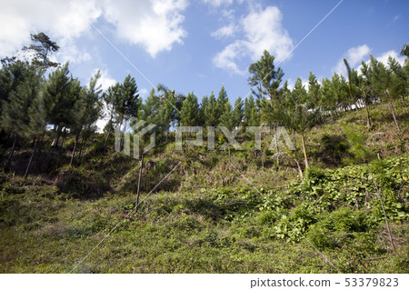coniferous trees in the tropics in Cuba coniferous trees in the tropics in Cuba 53379823