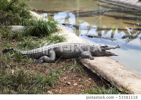 little crocodiles in the water 53381118