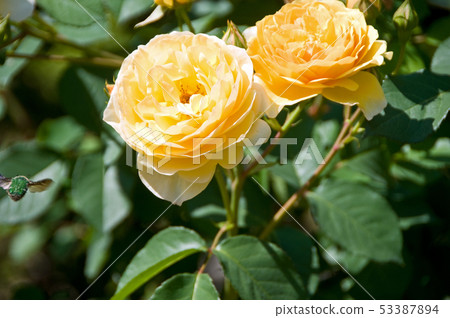 黃玫瑰 黃玫瑰 53387894