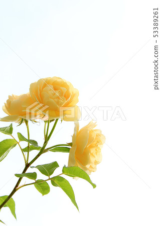 羅斯格雷厄姆托馬斯 羅斯格雷厄姆托馬斯 53389261