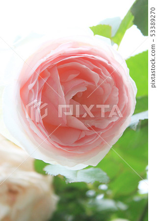 Rose New Dawn Rose New Dawn 53389270