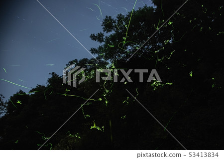 [Firefly photo] A group of firefly trees 53413834