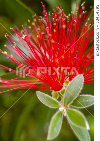 Bottle brush australia flower Bottle brush australia flower 53414895