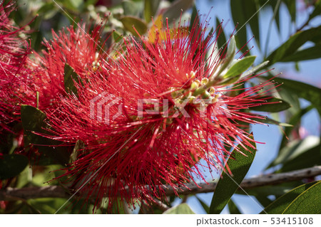 Bottle brush Australia Bottle brush Australia 53415108