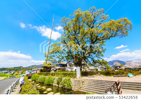 Kawagoi Daigo [Saga Prefecture Takeo City] 53422658