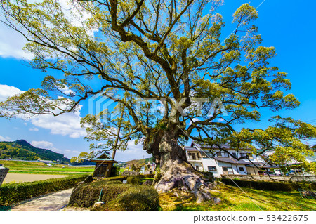 Kawagoi Daigo [Saga Prefecture Takeo City] 53422675