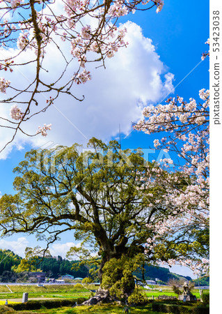 Kawako Daisuke and Sakura [Saga Prefecture Takeo City] 53423038