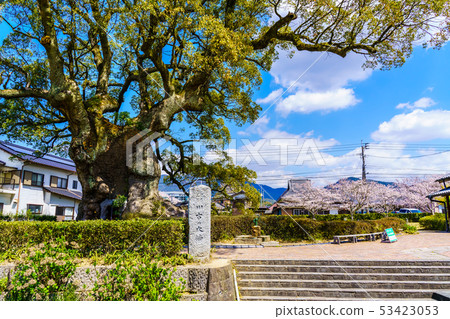 Kawako Daisuke and Sakura [Saga Prefecture Takeo City] 53423053